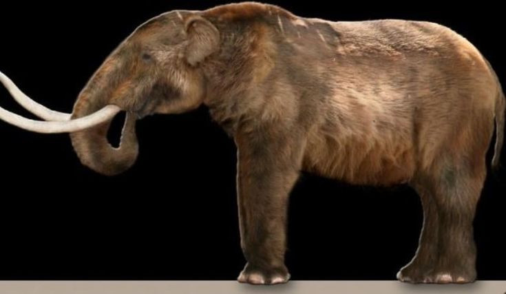  12. Sự tuyệt chủng của voi răng mấu. Mặc dù có nhiều giả thuyết về nguyên nhân tuyệt chủng của voi voi răng mấu, các nghiên cứu cho rằng chúng có thể đã bị săn bắn quá mức và mất môi trường sống do biến đổi khí hậu. Ảnh: Pinterest.