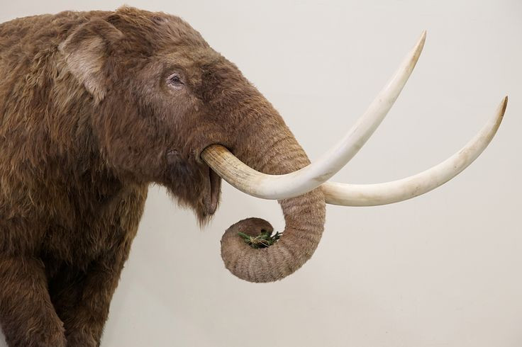  2. Khác biệt với voi ngày nay. Mặc dù có hình dáng mang nhiều nét giống voi hiện đại (họ Elephantidae), voi răng mấu thuộc một họ khác (họ Mammutidae). Chúng là họ hàng xa của các loài voi cồn tồn tại đến nay. Ảnh: Pinterest.