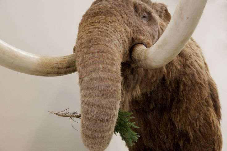  13. Sự phát hiện đầu tiên. Hóa thạch của voi răng mấu được phát hiện lần đầu tiên vào thế kỷ 19, khi các nhà khoa học nhận ra đây là một loài động vật khác biệt hoàn toàn so với loài voi hiện đại. Ảnh: Pinterest.