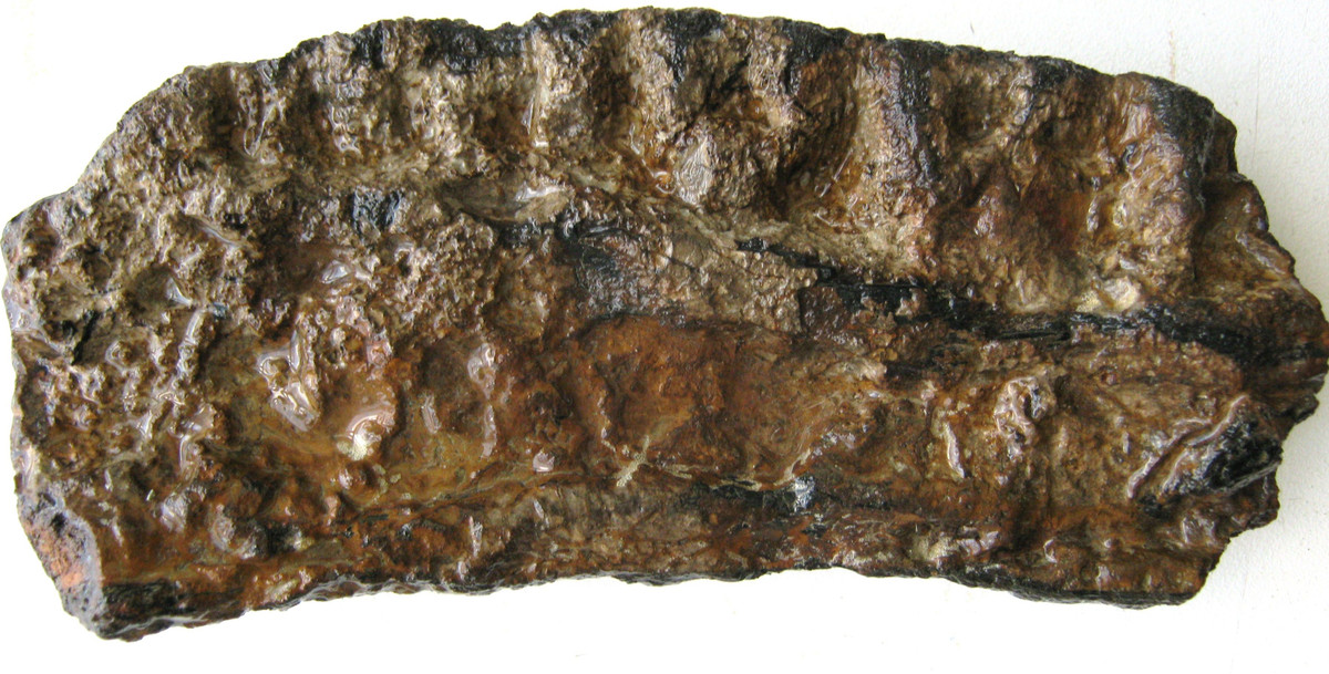  14. Mặt hàng quý hiếm. Những cục phân hóa thạch lớn và được bảo quản tốt có thể có giá trị cao trong thị trường hóa thạch. Ảnh: Pinterest.