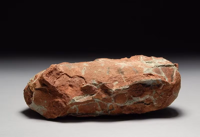  10. Không chỉ của khủng long. Coprolite không chỉ thuộc về khủng long mà còn của các loài động vật khác, như cá mập cổ đại, động vật có vú, và thậm chí con người cổ đại. Ảnh: Pinterest.