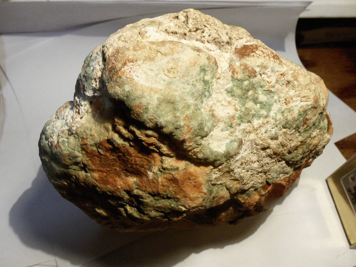  4. Nhiều thứ hóa ra là phân! Nhiều mẫu vật ban đầu bị nhầm lẫn với trứng, hóa thạch cây hoặc đá thông thường trước khi được xác định chính xác là coprolite. Ảnh: Pinterest.