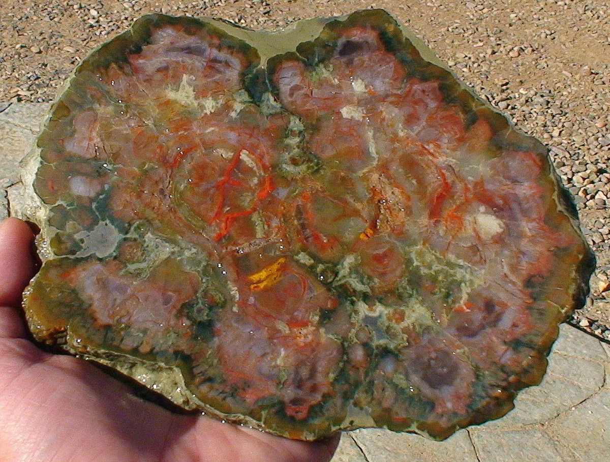  7. Giá trị khoa học. Coprolite giúp các nhà khoa học nghiên cứu chế độ ăn uống, hành vi và môi trường sống của các loài động vật tiền sử. Ảnh: Pinterest.