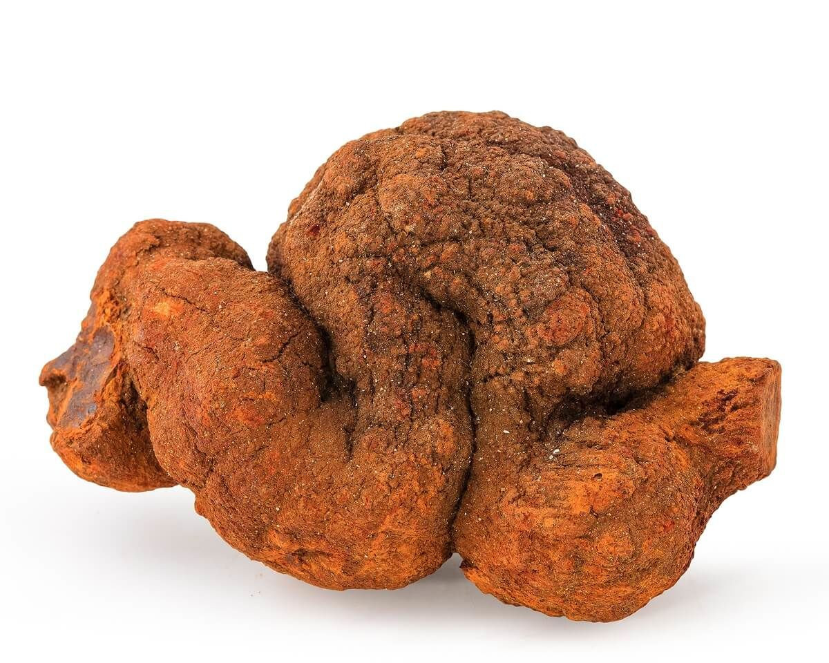  6. Màu sắc và hình dạng. Màu sắc của coprolite phụ thuộc vào khoáng chất xâm nhập trong quá trình hóa thạch, có thể là nâu, đen, xám, hoặc thậm chí lấp lánh nếu chứa pyrit. Ảnh: Pinterest.