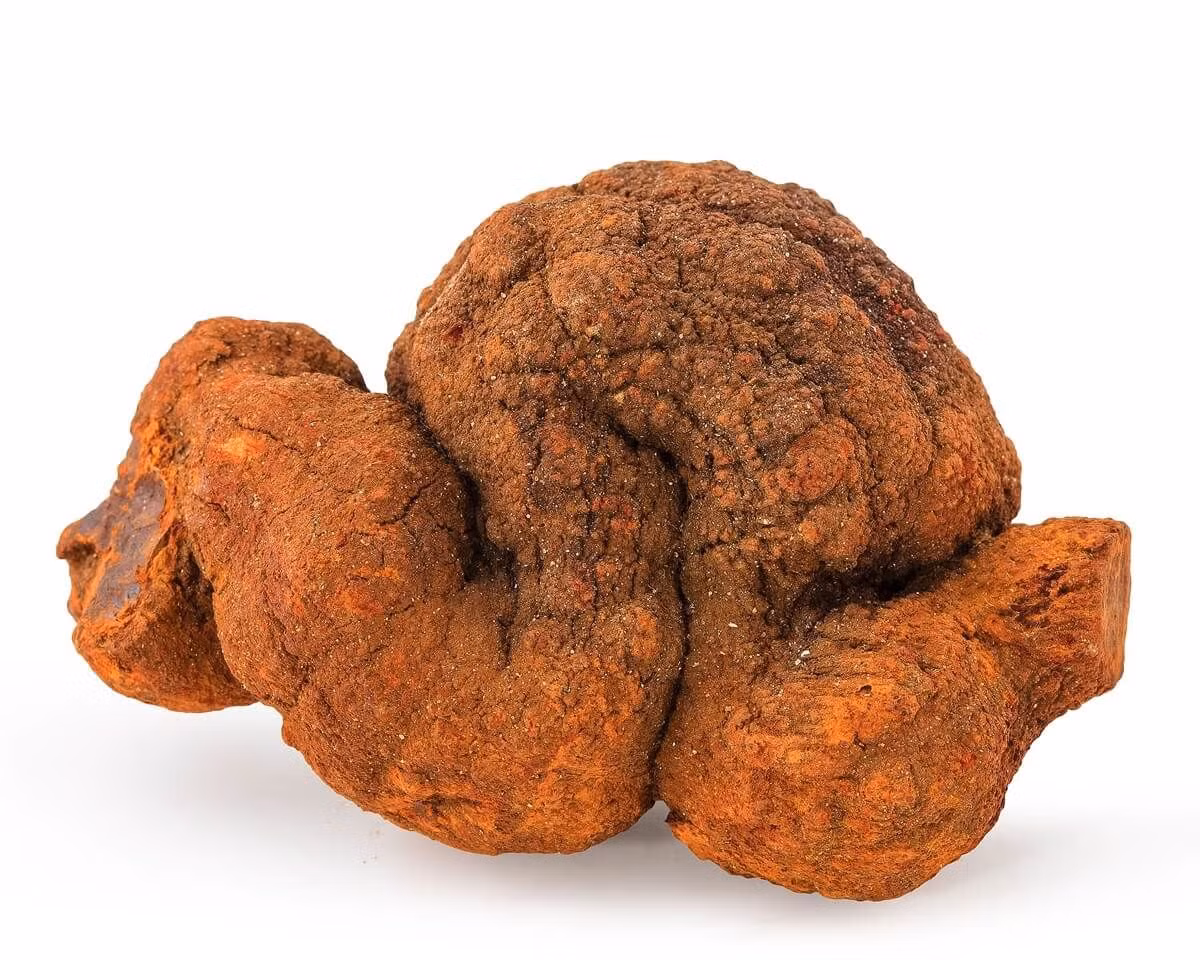  6. Màu sắc và hình dạng. Màu sắc của coprolite phụ thuộc vào khoáng chất xâm nhập trong quá trình hóa thạch, có thể là nâu, đen, xám, hoặc thậm chí lấp lánh nếu chứa pyrit. Ảnh: Pinterest.