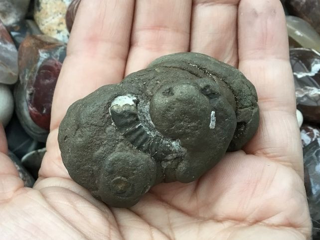  5. Kích thước đa dạng. Coprolite có kích thước từ vài mm (của động vật nhỏ) đến hơn 60 cm (của loài khủng long lớn như khủng long bạo chúa). Ảnh: Pinterest.