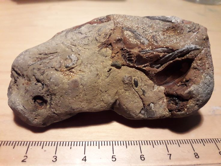  3. Khám phá đầu tiên. Coprolite được xác định đầu tiên vào năm 1829 bởi nhà địa chất học người Anh William Buckland, người nhận ra giá trị khoa học của chúng. Ảnh: Pinterest.