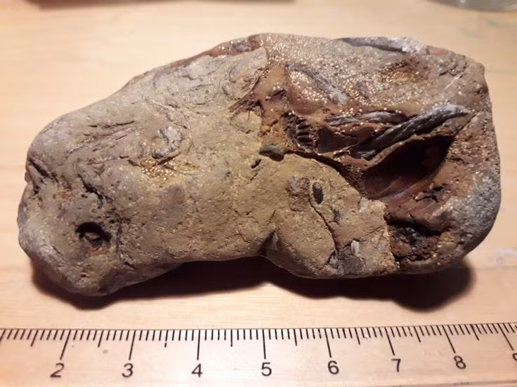  3. Khám phá đầu tiên. Coprolite được xác định đầu tiên vào năm 1829 bởi nhà địa chất học người Anh William Buckland, người nhận ra giá trị khoa học của chúng. Ảnh: Pinterest.