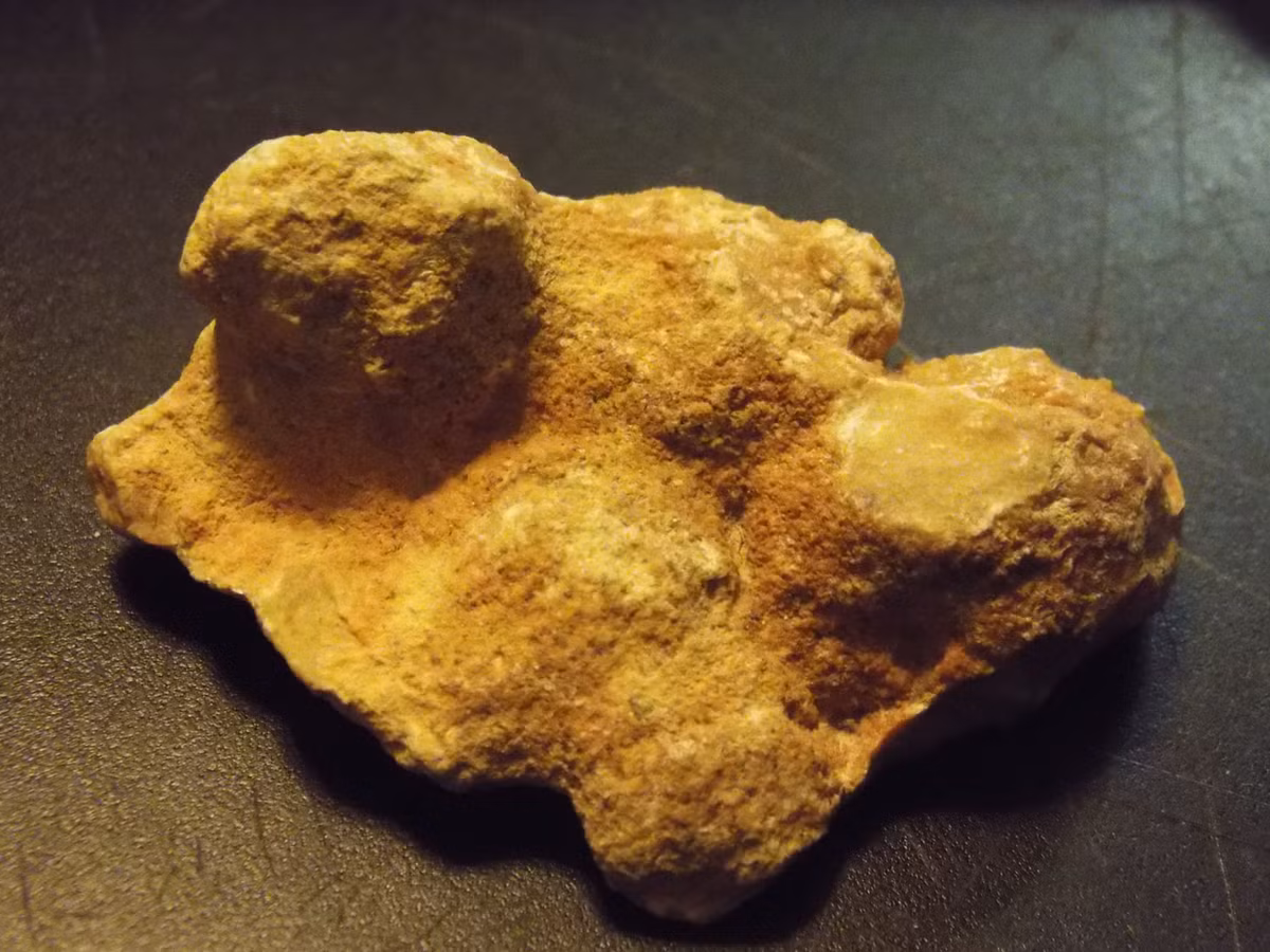  9. Dấu vết của vi khuẩn cổ đại. Một số coprolite còn lưu giữ dấu vết của vi khuẩn hoặc vi sinh vật thời cổ đại, giúp nghiên cứu hệ vi sinh vật tiền sử. Ảnh: Pinterest.