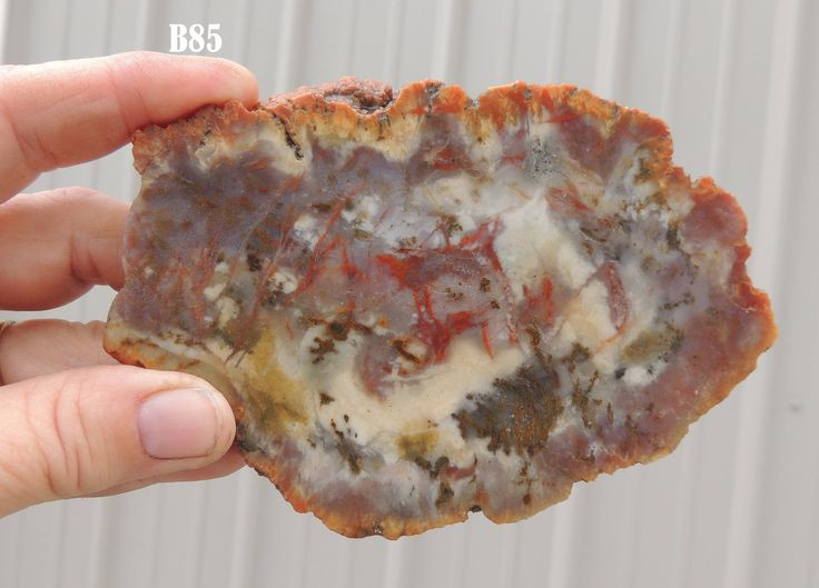  8. Chứa hóa thạch nhỏ hơn. Bên trong coprolite có thể chứa xương, vảy, hoặc thực vật chưa tiêu hóa hết, cung cấp thông tin về thức ăn của động vật. Ảnh: Pinterest.