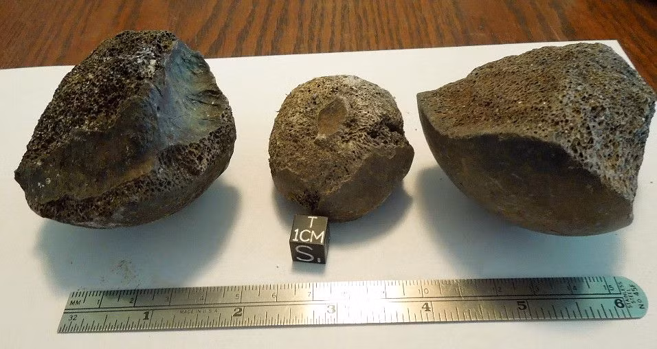  13. Phân hóa thạch và bảo tàng. Nhiều bảo tàng trên thế giới trưng bày phân hóa thạch như những bằng chứng độc đáo về cuộc sống thời tiền sử. Ảnh: Pinterest.