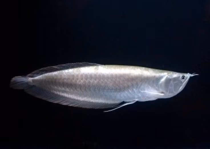  12. Giá trị cao. Trên thị trường cá cảnh, cá rồng có giá bán rất cao, đôi khi lên đến hàng chục nghìn USD cho một con. Ảnh: Pinterest.