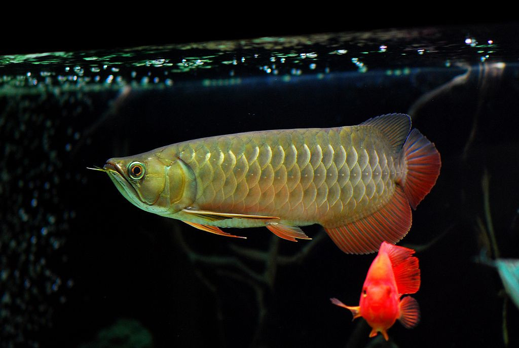  7. Cá bố chăm sóc trứng. Cá rồng đực ấp trứng trong miệng và bảo vệ con non trong thời gian dài sau khi nở. Ảnh: Pinterest.