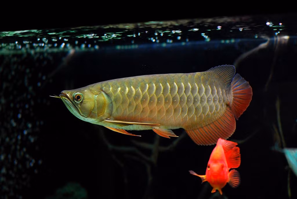  7. Cá bố chăm sóc trứng. Cá rồng đực ấp trứng trong miệng và bảo vệ con non trong thời gian dài sau khi nở. Ảnh: Pinterest.