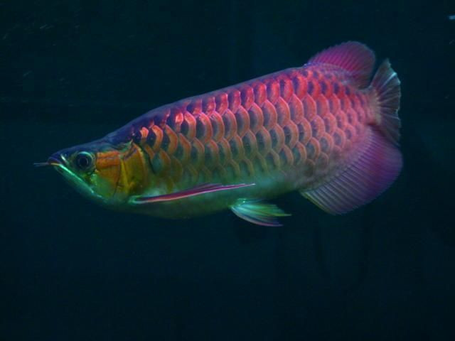  14. Biểu tượng phong thủy. Ở nhiều nước châu Á, đặc biệt là Trung Quốc, cá rồng được coi là biểu tượng của may mắn, tài lộc và thịnh vượng. Ảnh: Pinterest.