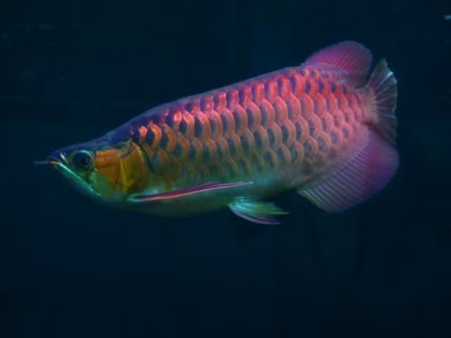  14. Biểu tượng phong thủy. Ở nhiều nước châu Á, đặc biệt là Trung Quốc, cá rồng được coi là biểu tượng của may mắn, tài lộc và thịnh vượng. Ảnh: Pinterest.