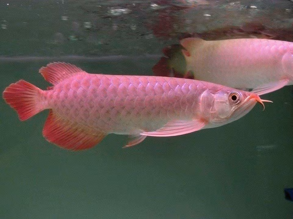  4. Hàm răng kỳ lạ. Cá rồng có những chiếc răng sắc nằm ở hàm trên, giúp chúng bắt mồi dễ dàng. Ảnh: Pinterest.