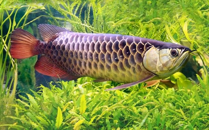  13. Cần chăm sóc đặc biệt. Cá rồng cần bể cá lớn, hệ thống lọc nước tốt, và chế độ ăn giàu dinh dưỡng như tôm, cá nhỏ, hoặc thức ăn đông lạnh. Ảnh: Pinterest.