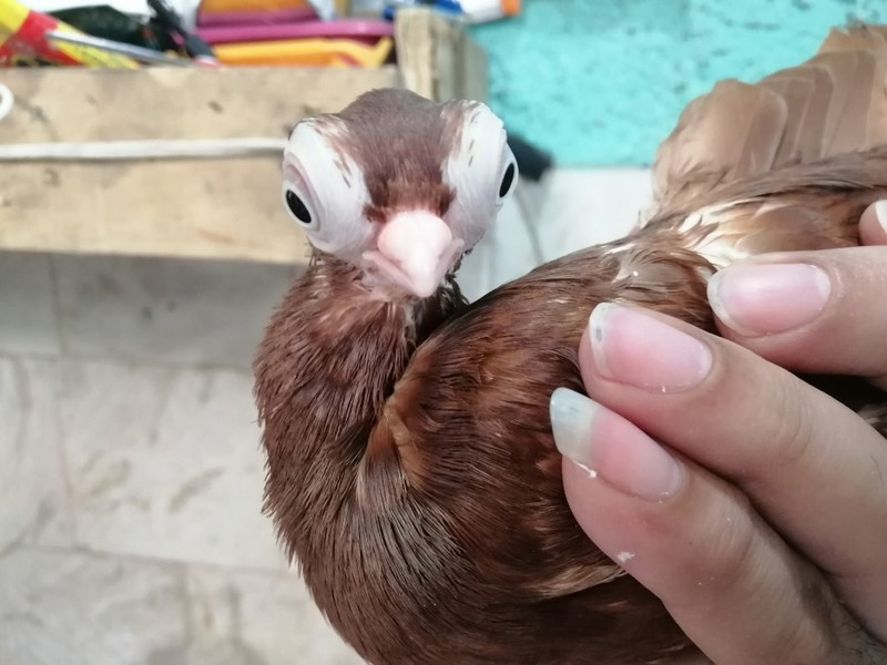 Theo tài liệu, những năm 1900, chúng được lai tạo chọn lọc để có được chim bồ câu vừa biết bay cao, vừa có sức bền tốt.