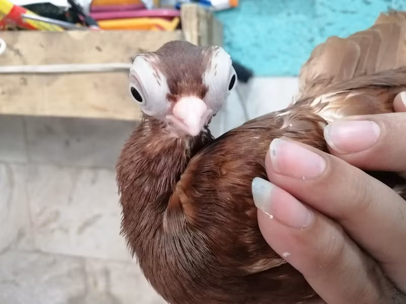 Theo tài liệu, những năm 1900, chúng được lai tạo chọn lọc để có được chim bồ câu vừa biết bay cao, vừa có sức bền tốt.