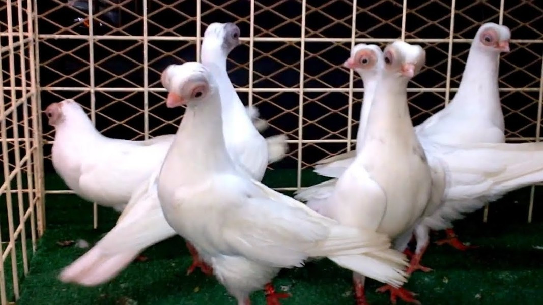 Tuy nhiên, dù có vẻ ngoài đáng sợ nhưng loài chim này được nhiều người yêu thích và nuôi chúng như chim cảnh.