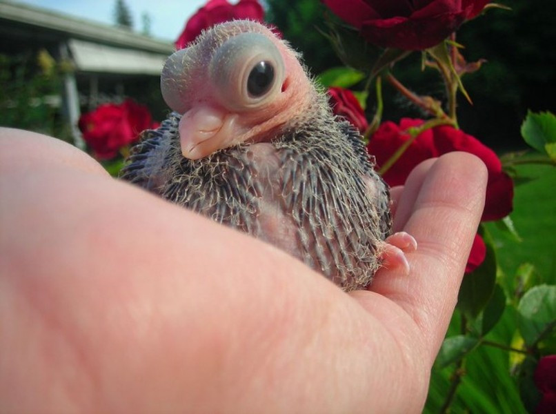 Loài bồ câu này rất quý hiếm bởi việc tạo ra rất khó khăn và có tỷ lệ tử vong rất cao.