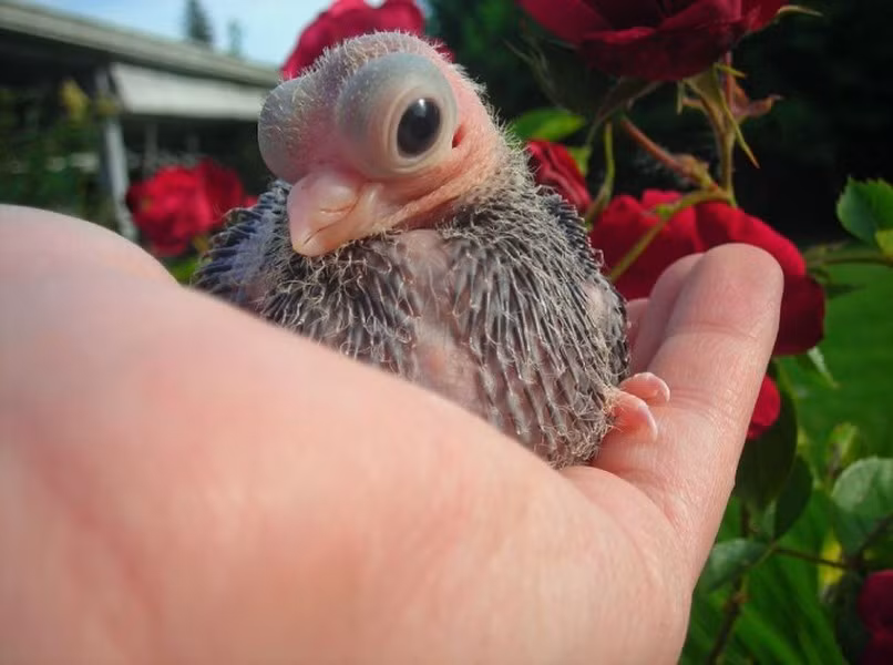 Loài bồ câu này rất quý hiếm bởi việc tạo ra rất khó khăn và có tỷ lệ tử vong rất cao.