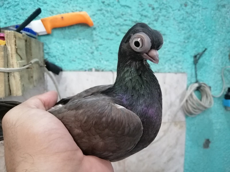 Và bồ câu mắt bọ Budapest đã có thể bay tới 5 giờ không ngừng nghỉ, với quãng đường khoảng 800 km.