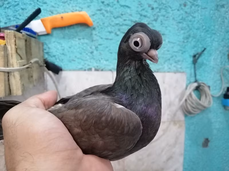 Và bồ câu mắt bọ Budapest đã có thể bay tới 5 giờ không ngừng nghỉ, với quãng đường khoảng 800 km.