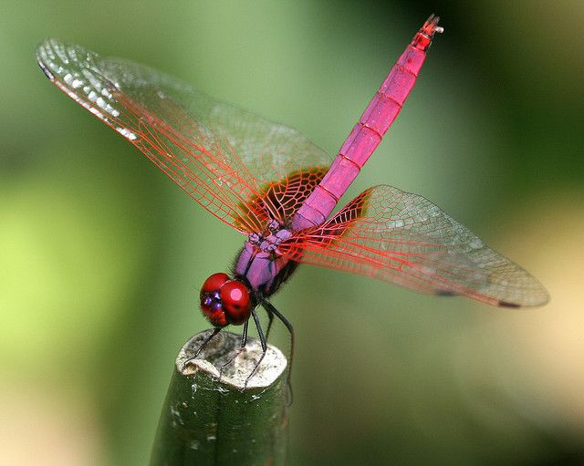  7. Cánh siêu bền. Cánh chuồn chuồn được cấu tạo từ màng mỏng nhưng cực kỳ bền, có thể chịu được các cú va đập mạnh và bảo vệ chúng khỏi kẻ săn mồi. Ảnh: Pinterest.