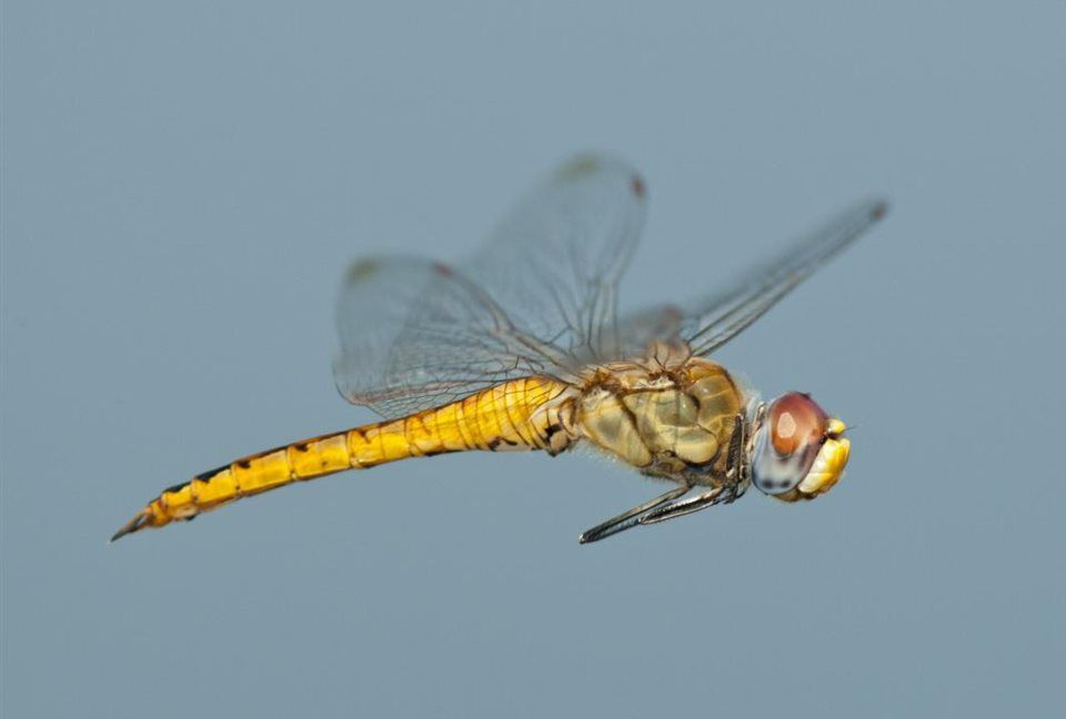  13. Loài chuồn chuồn di cư xa nhất. Chuồn chuồn ngô (Pantala flavescens) thực hiện hành trình di cư dài nhất trong số các loài côn trùng, lên tới 18.000 km qua nhiều đại dương và lục địa. Ảnh: Pinterest.