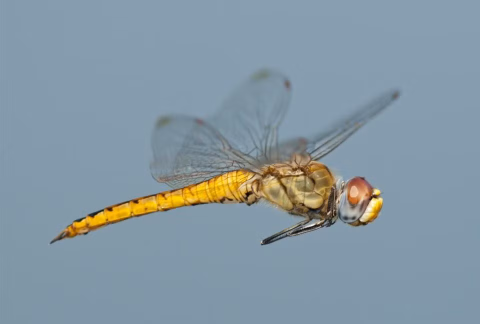  13. Loài chuồn chuồn di cư xa nhất. Chuồn chuồn ngô (Pantala flavescens) thực hiện hành trình di cư dài nhất trong số các loài côn trùng, lên tới 18.000 km qua nhiều đại dương và lục địa. Ảnh: Pinterest.