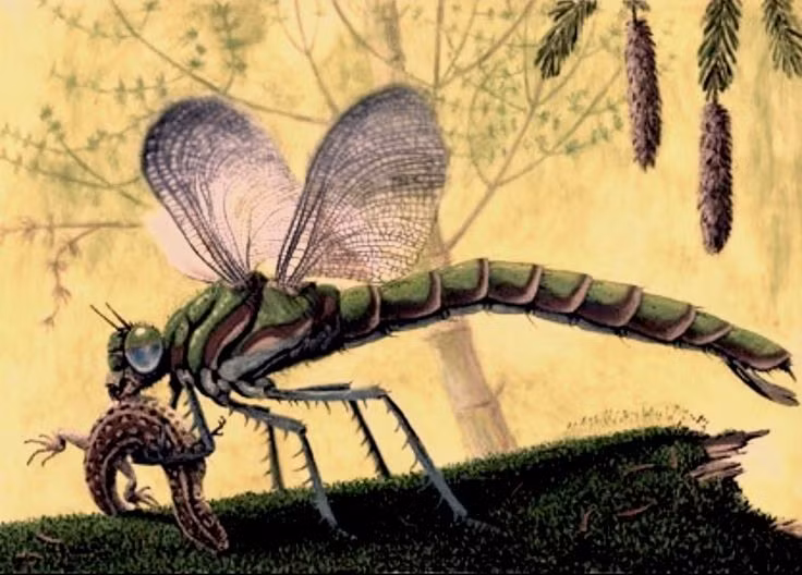  2. Kích thước khổng lồ thời tiền sử. Tổ tiên của chuồn chuồn, Meganeura, có sải cánh dài tới 75 cm, là một trong những loài côn trùng lớn nhất từng tồn tại. Ảnh: Pinterest.