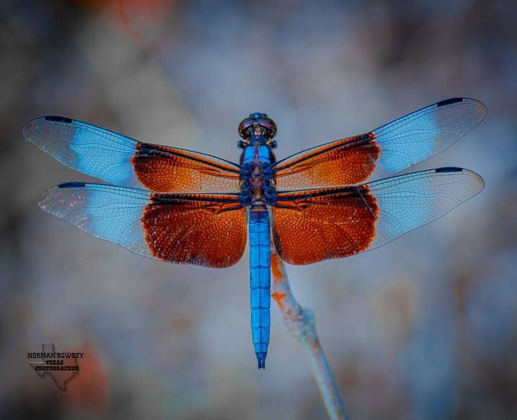  12. Chỉ sống ngắn ngủi sau khi trưởng thành. Giai đoạn trưởng thành của chuồn chuồn thường chỉ kéo dài từ vài ngày đến vài tháng, tùy thuộc vào loài, trong khi giai đoạn ấu trùng dưới nước có thể kéo dài vài năm. Ảnh: Pinterest.