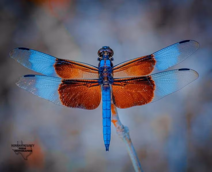  12. Chỉ sống ngắn ngủi sau khi trưởng thành. Giai đoạn trưởng thành của chuồn chuồn thường chỉ kéo dài từ vài ngày đến vài tháng, tùy thuộc vào loài, trong khi giai đoạn ấu trùng dưới nước có thể kéo dài vài năm. Ảnh: Pinterest.