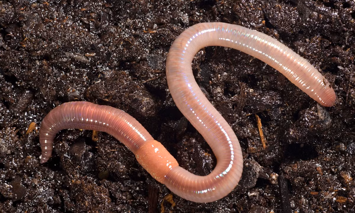  6. Sinh sản lưỡng tính. Giun đất là loài lưỡng tính (hermaphrodite), nghĩa là mỗi cá thể đều có cả cơ quan sinh dục đực và cái. Tuy nhiên, chúng vẫn cần một đối tác để giao phối. Ảnh: Pinterest.