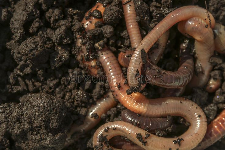  7. Sống mà không cần mắt. Giun đất không có mắt nhưng có thể cảm nhận ánh sáng, nhiệt độ và rung động nhờ các tế bào cảm giác trên da. Ảnh: Pinterest.