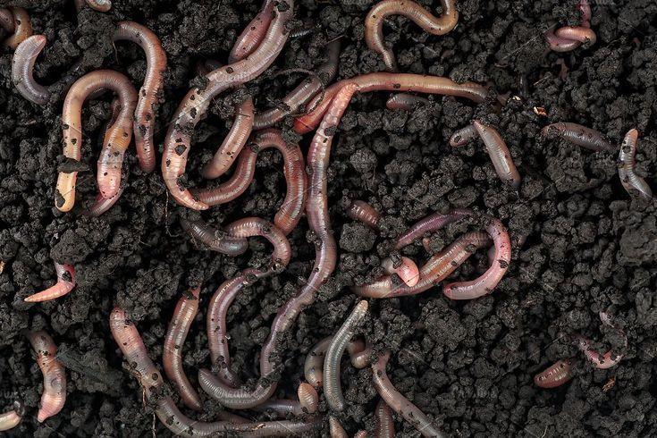  14. Bị ảnh hưởng bởi thời tiết. Giun đất rất nhạy cảm với điều kiện môi trường. Chúng sẽ đào sâu hơn vào đất để tránh nhiệt độ cao hoặc khô hạn. Ảnh: Pinterest.