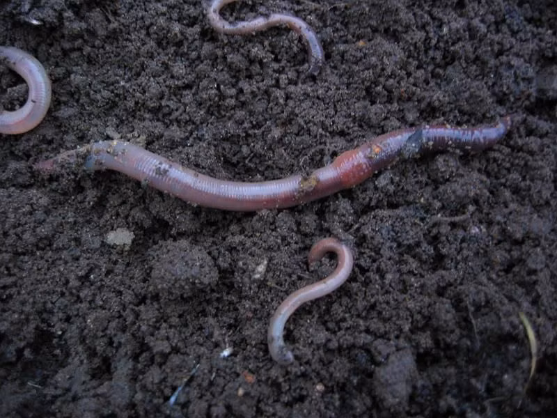  13. Tăng năng suất nông nghiệp. Giun đất giúp tăng năng suất cây trồng từ 25-30% nhờ cải thiện cấu trúc đất và bổ sung dinh dưỡng. Ảnh: Pinterest.