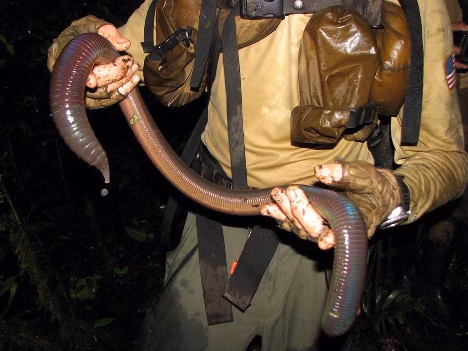  11. Có thể dài đến 3 mét. Loài giun đất khổng lồ Gippsland (Megascolides australis) ở Úc có chiều dài trung bình 1 mét. Một số cá thể thể của loài giun này dài tới 3 mét. Ảnh: Pinterest.