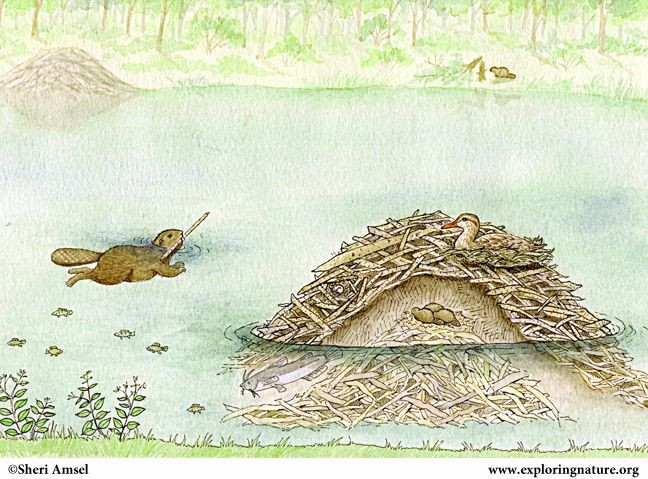  Chống thấm nước: Hải ly trát bùn lên tổ để làm kín các kẽ hở, giữ tổ không bị ngập nước và duy trì nhiệt độ ổn định. Ảnh: Pinterest.