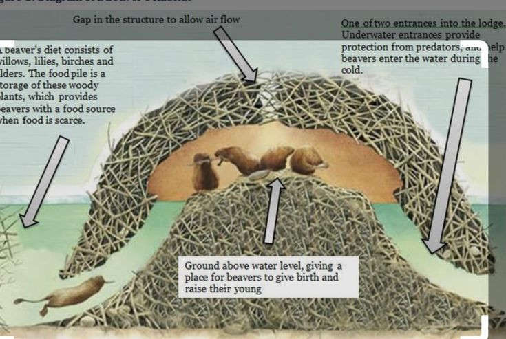  Khả năng thích nghi: Ở những khu vực ít cây gỗ, hải ly có thể sử dụng cỏ, rễ cây và bùn để xây tổ và đập. Ảnh: Pinterest.