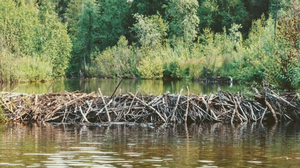  Vật liệu xây dựng tự nhiên: Hải ly sử dụng gỗ, cành cây, đá, bùn và lá để xây tổ và đập. Chúng rất khéo léo trong việc chọn và ghép các vật liệu này. Ảnh: Pinterest.
