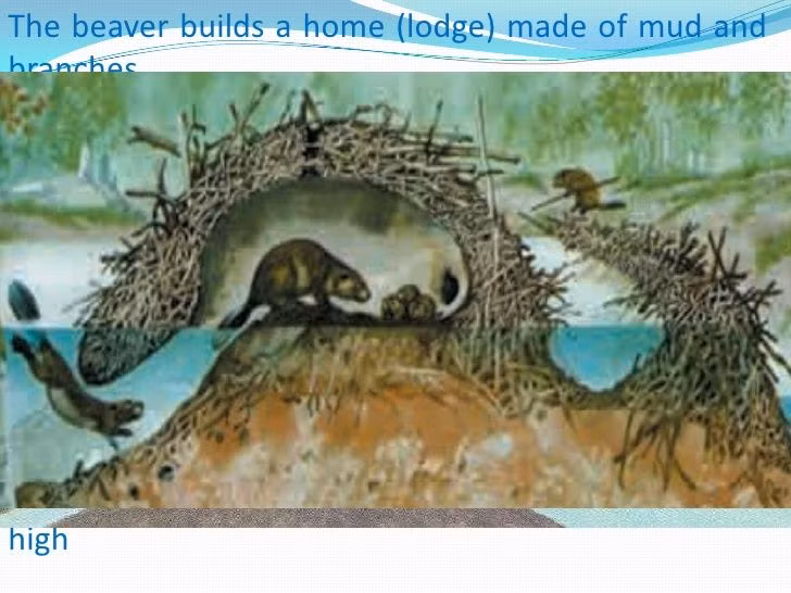  Phối hợp nhóm: Hải ly làm việc theo nhóm, phối hợp rất chặt chẽ khi xây tổ và đập. Ảnh: Pinterest.