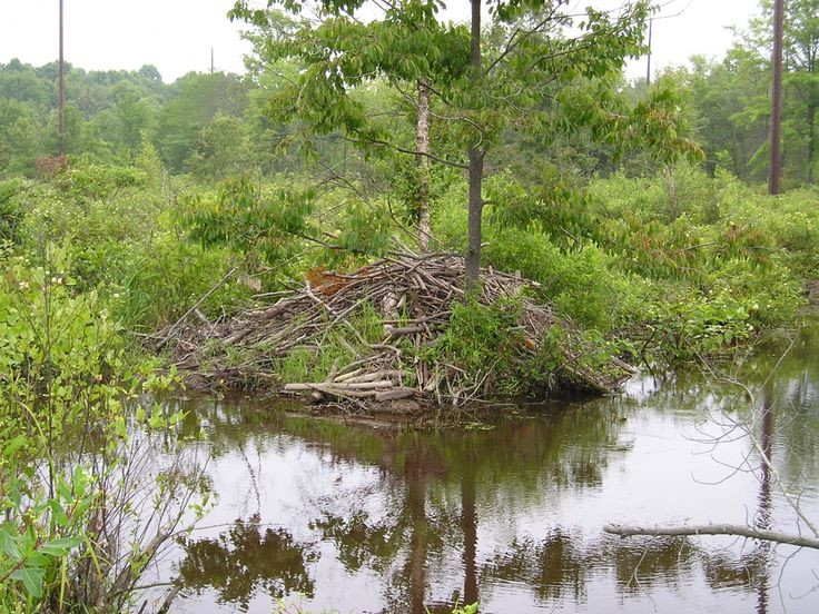  Hệ thống thông gió tự nhiên: Tổ hải ly được thiết kế có lỗ thông gió tự nhiên, đảm bảo lưu thông không khí bên trong. Ảnh: Pinterest.