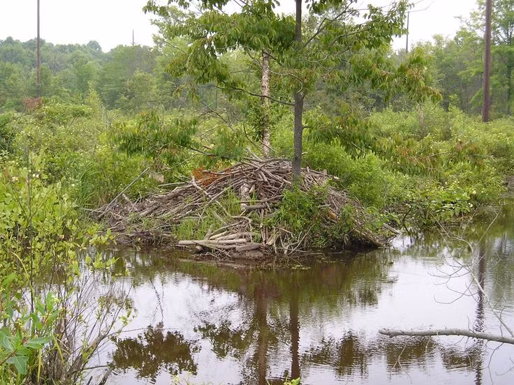  Hệ thống thông gió tự nhiên: Tổ hải ly được thiết kế có lỗ thông gió tự nhiên, đảm bảo lưu thông không khí bên trong. Ảnh: Pinterest.