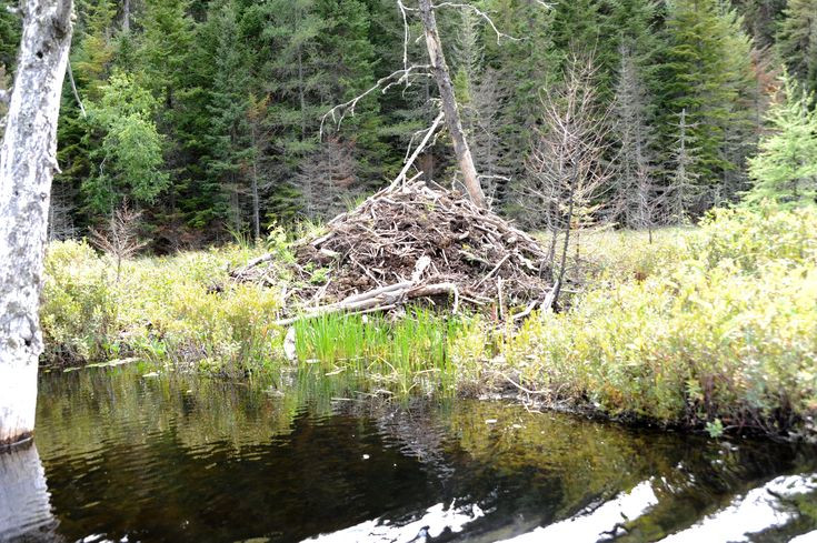  Thời gian xây dựng: Hải ly có thể hoàn thành một chiếc tổ cơ bản trong vòng vài ngày, nhưng chúng không ngừng cải tiến nó qua thời gian. Ảnh: Pinterest.