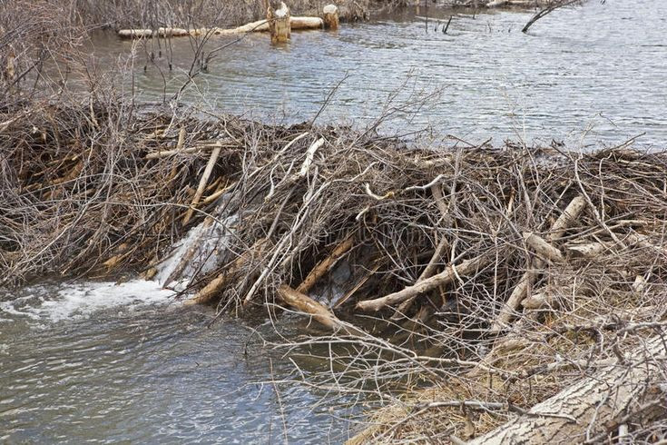  Tác động môi trường: Đập của hải ly giúp tạo ra các vùng đất ngập nước, góp phần duy trì hệ sinh thái và là nơi sống cho nhiều loài động vật khác. Ảnh: Pinterest.