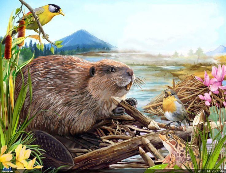  Mục đích của đập hải ly: Những chiếc đập giúp hải ly tạo ra ao nước tĩnh, giữ cho tổ ổn định, bảo vệ chúng khỏi kẻ thù và giữ nguồn thức ăn gần đó. Ảnh: Pinterest.