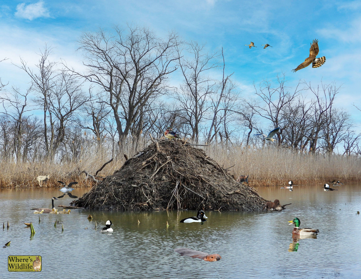  Khả năng sửa chữa: Chúng thường xuyên bảo trì và mở rộng tổ, đặc biệt là vào mùa thu, khi chuẩn bị cho mùa đông. Ảnh: Pinterest.